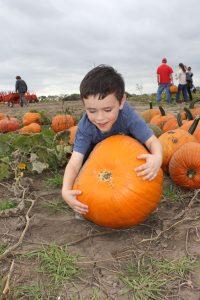 boy picking up pumpkin at pumpkin patch