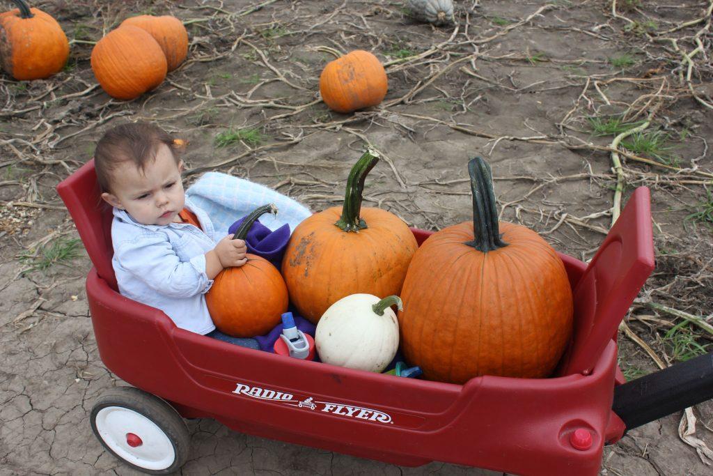 pumpkin patch