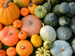 pumpkins in different colors