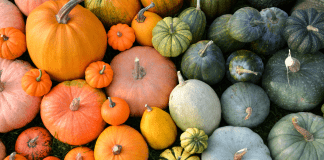 pumpkins in different colors