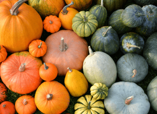 pumpkins in different colors