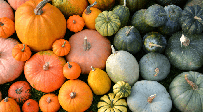 pumpkins in different colors