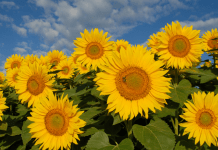 sunflower field