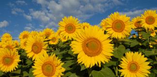 sunflower field