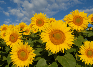 sunflower field