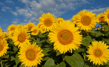 sunflower field