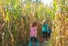 kids walking through Kansas corn maze