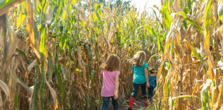 kids walking through Kansas corn maze