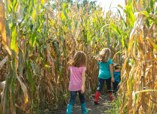 kids walking through Kansas corn maze