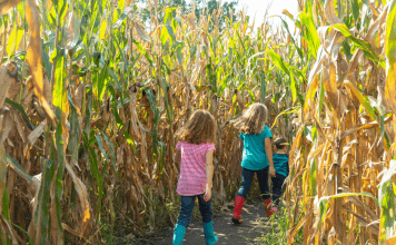 kids walking through Kansas corn maze