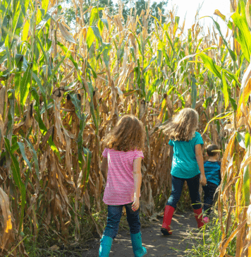 kids walking through Kansas corn maze