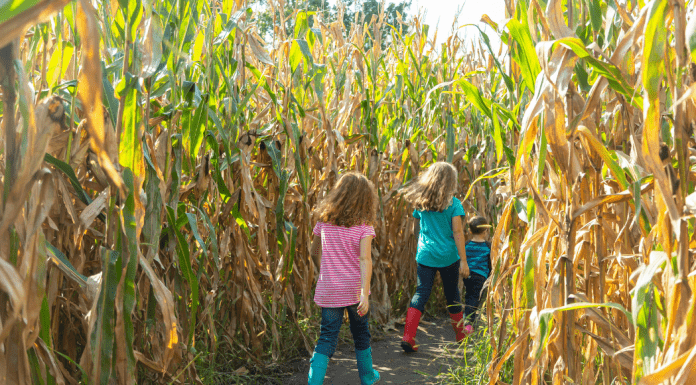 kids walking through Kansas corn maze